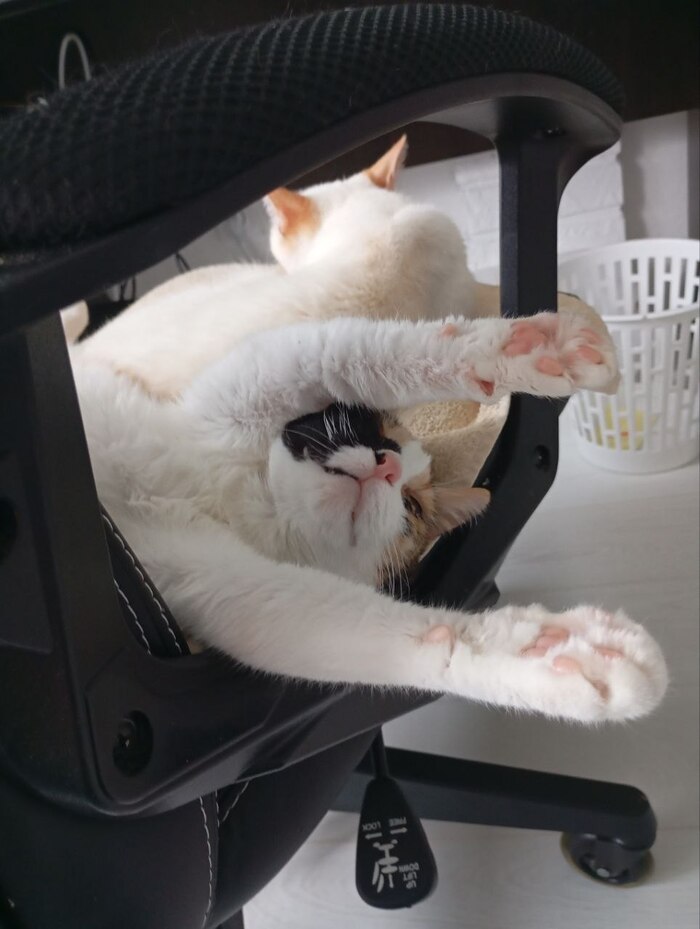 Десантница Мася. Прыгала с 9 этажа, не успела раскрыть парашют. До сих пор пока спит летит куда-то в позе супермена.