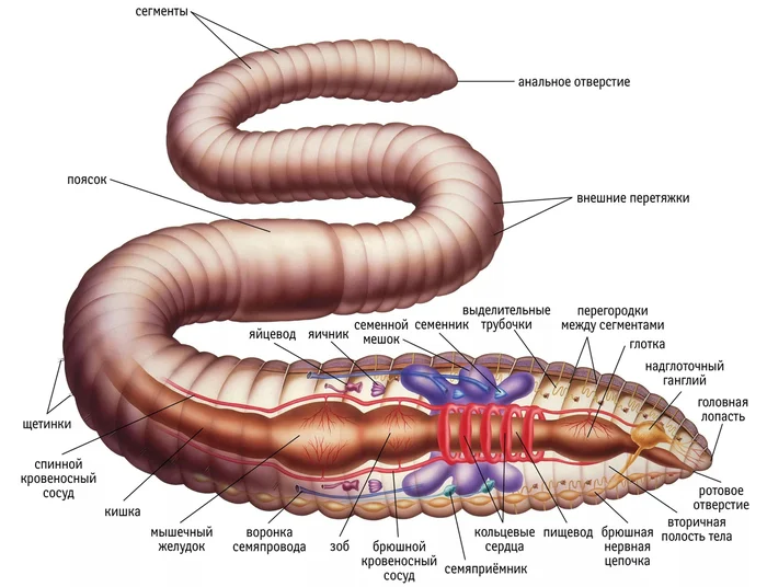 Тайна пояса дождевого червя: Зачем ему нужна перемычка на теле? Дождевые черви, Животные, Дикие животные, Яндекс Дзен, Яндекс Дзен (ссылка), Длиннопост