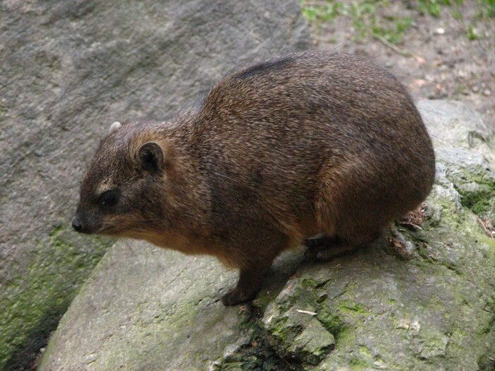 Темное пятно на спине — пахучая железа