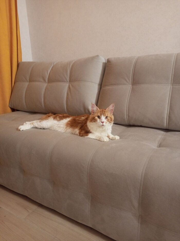 Не было у бабы заботы Кот, Мейн-кун, Спасение животных, Болезнь, Длиннопост