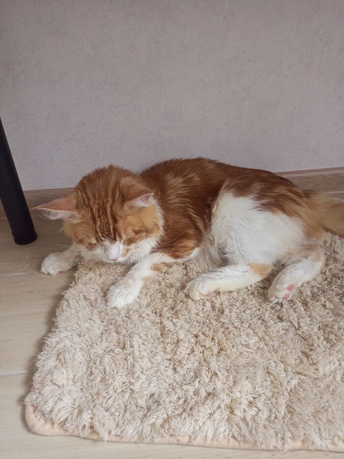 Не было у бабы заботы Кот, Мейн-кун, Спасение животных, Болезнь, Длиннопост