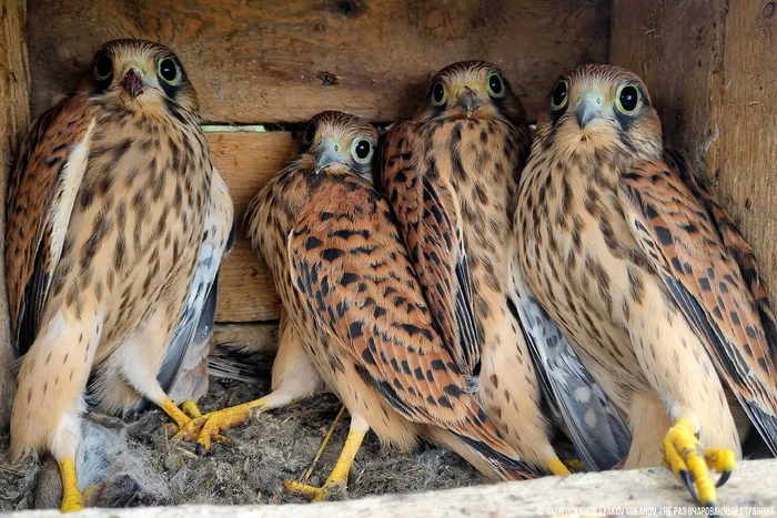 Завёл нелегальную птицеферму в лесу. Что по деньгам Животные, В мире животных, Редкий вид, Дикая природа, Природа России, Птицы, Хищные птицы, Сова, Сокол, Видео, Короткие видео, Длиннопост Завёл нелегальную птицеферму в лесу. Что по деньгам Животные, В мире животных, Редкий вид, Дикая природа, Природа России, Птицы, Хищные птицы, Сова, Сокол, Видео, Короткие видео, Длиннопост