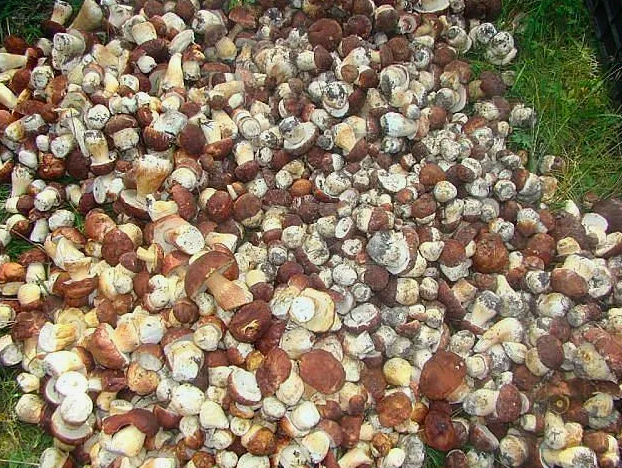 ������� ����� � ����������� ����������!