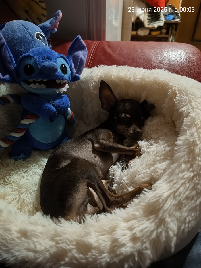 ������ ������