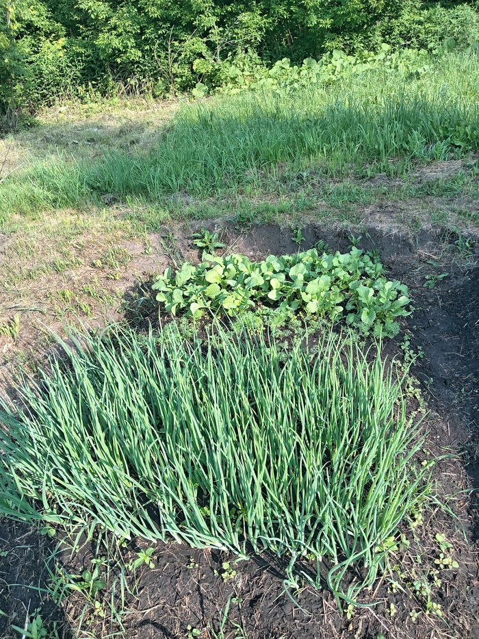 Лук заколосился!!!