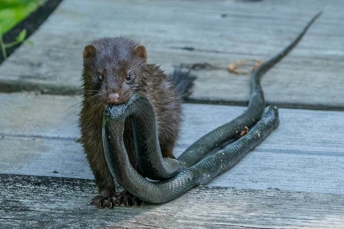 Такой невинный взгляд, будто она не змею несет, а шланг для полива с дачи!