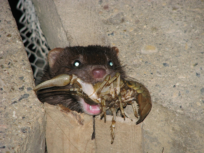 Весь рацион норки можно описать тремя словами — «закуска к пиву».