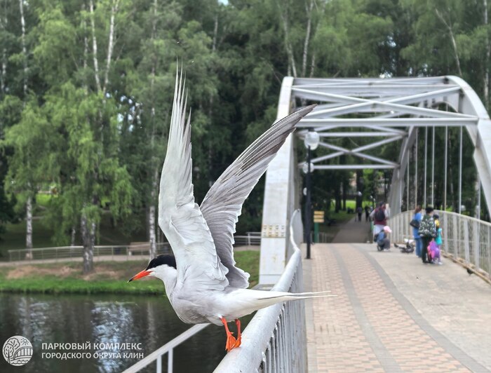 ������ ������������� �����