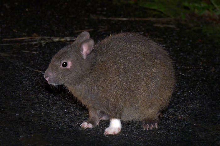 У этого очаровательного парня с острова Амамиосима неофициальное погоняло Белый носок.