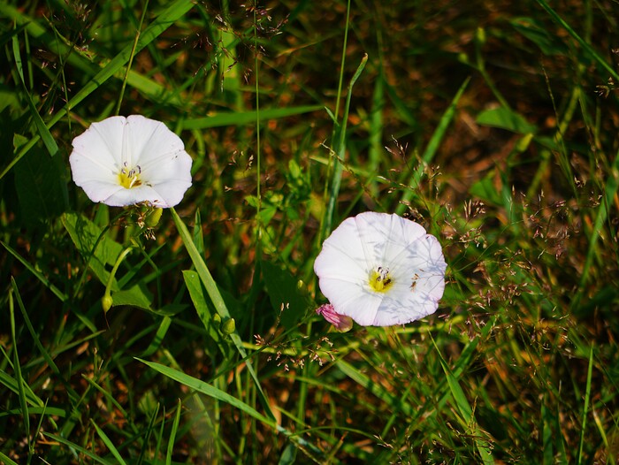 Полевые цветы