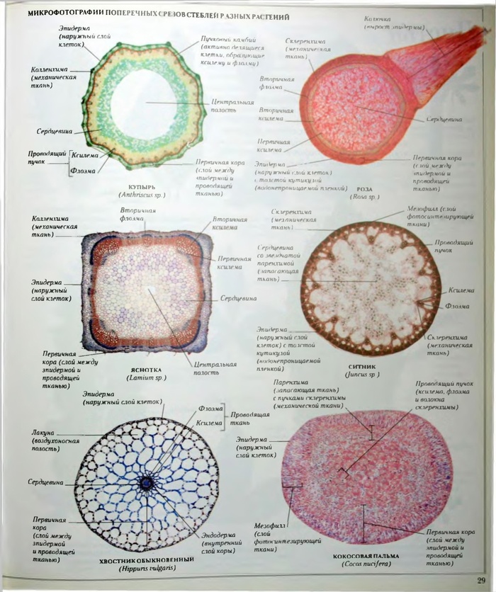 Подскажите, пожалуйста, из какого учебника эти страницы