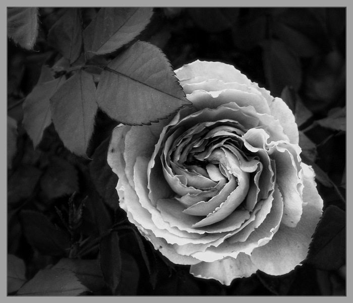  Nikon d5100, , - 
