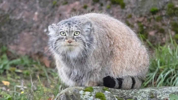 Фото взято из аккаунта зоопарка <a href="https://pikabu.ru/story/s_dnyukhoy_12882463?u=https%3A%2F%2Fwww.facebook.com%2Fphoto.php%3Ffbid%3D1096986822462070&t=Korkeasaaren%20el%26%23xE4%3Bitarha%20FB&h=515381315e60cab71fd408828ebca50139954e63" title="https://www.facebook.com/photo.php?fbid=1096986822462070" target="_blank" rel="nofollow noopener">Korkeasaaren eläitarha FB</a>