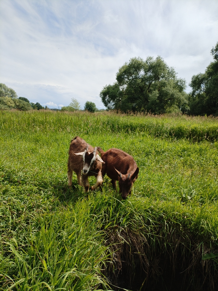    .     ,    .  ,  .     . 