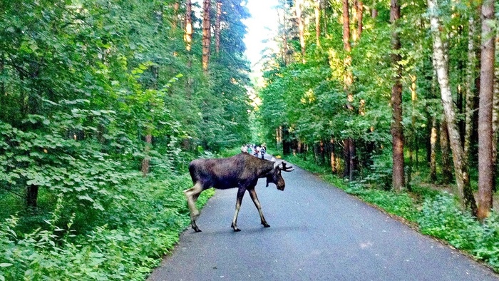 В парке "Лосиный остров"