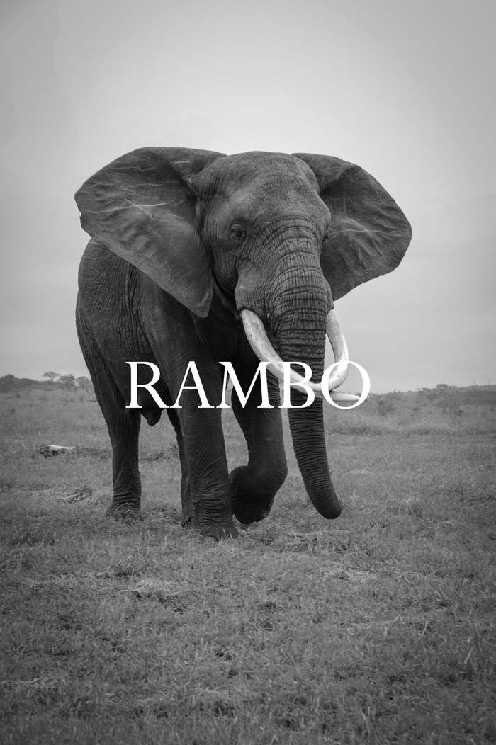Rambo.      , , ,  , , , , , ,  , ,  ,  , 