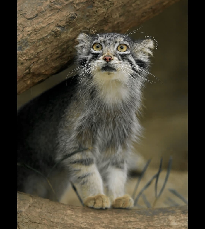 Обескуражена