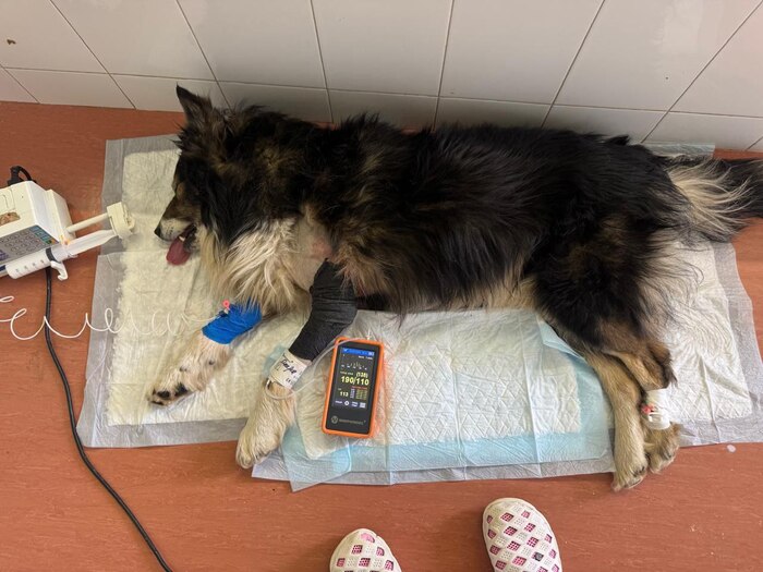 Мы боролись за Шарика днем и ночью, верили что малыш справится.