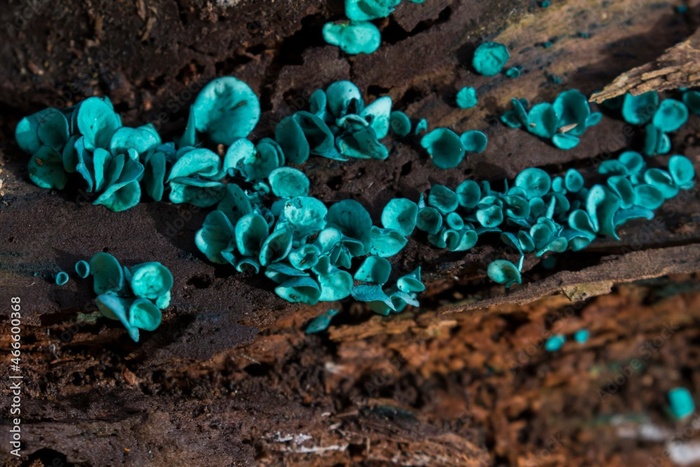    <!--noindex--><a href="https://pikabu.ru/story/gribyi_khlorotsiboriya_12892231?u=http%3A%2F%2Fwikigrib.ru&t=wikigrib.ru&h=c36cf9cf4f3ad2800f39e31398909d49e629e14b" title="http://wikigrib.ru" target="_blank" rel="nofollow noopener">wikigrib.ru</a><!--/noindex-->.