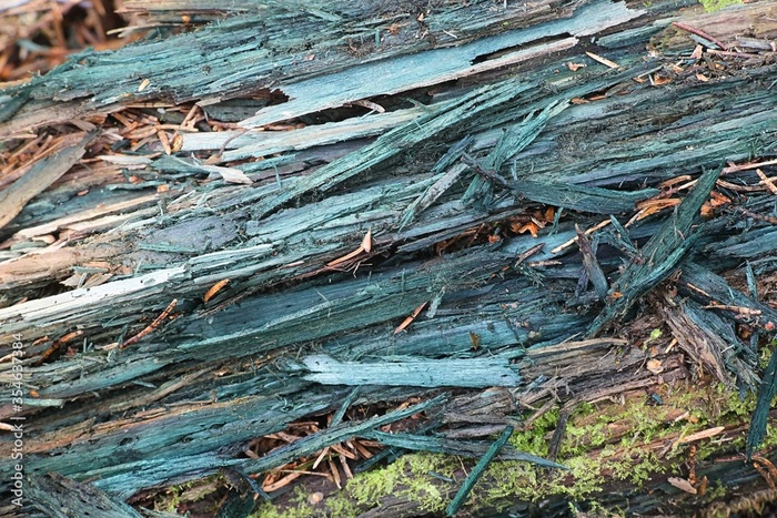    <!--noindex--><a href="https://pikabu.ru/story/gribyi_khlorotsiboriya_12892231?u=http%3A%2F%2Fwikigrib.ru&t=wikigrib.ru&h=c36cf9cf4f3ad2800f39e31398909d49e629e14b" title="http://wikigrib.ru" target="_blank" rel="nofollow noopener">wikigrib.ru</a><!--/noindex-->.