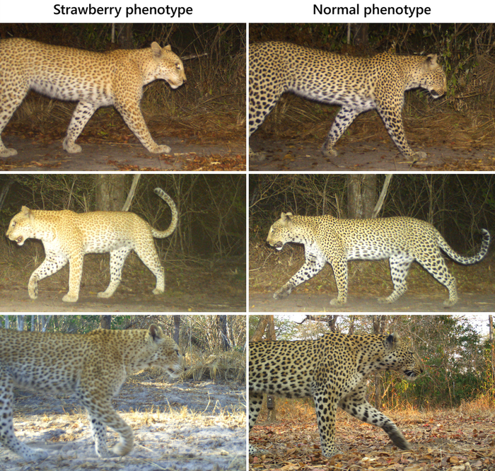 Слева — фотографии того самого клубничного леопарда из Танзании. Справа — тоже котик из Танзании, но с нормальным фенотипом.