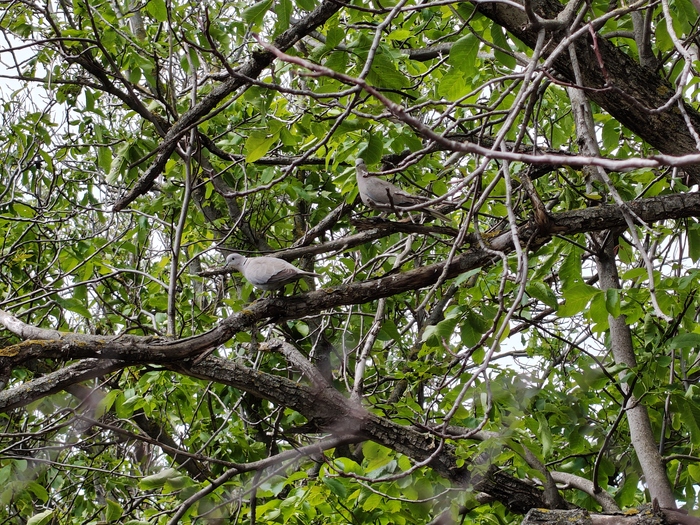 х6 увеличение