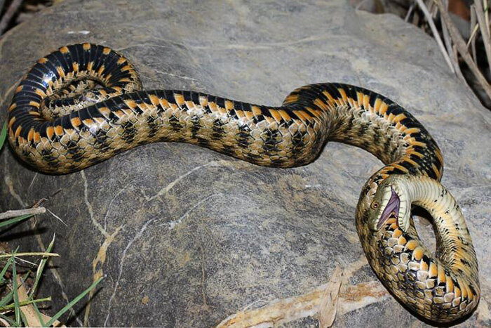   "":   .     , ,  ,  , , , , , 