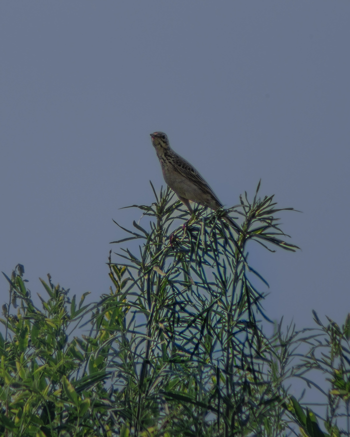 Жаворонок любопытствует