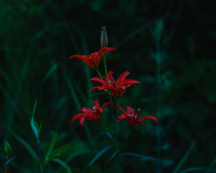 Красная лилия