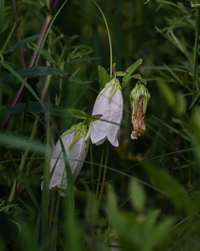 Колокольчик