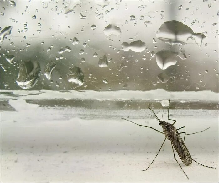 Я люблю дождь, в нём можно спрятать свои слёзы...