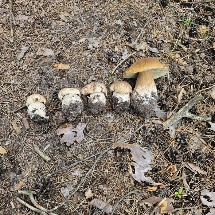 Строем с песней