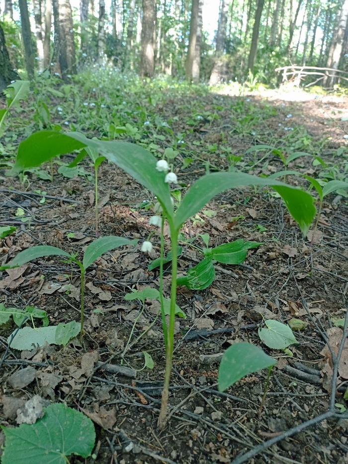 О мифической застройке Подлипок, наследии и здравом смысле