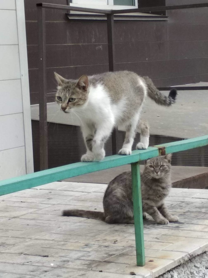     ,    ,  , , , , 