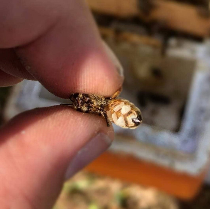 Те самые пластинки, производимые восковыми железами.