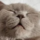 ������ ������������ Funny.cats
