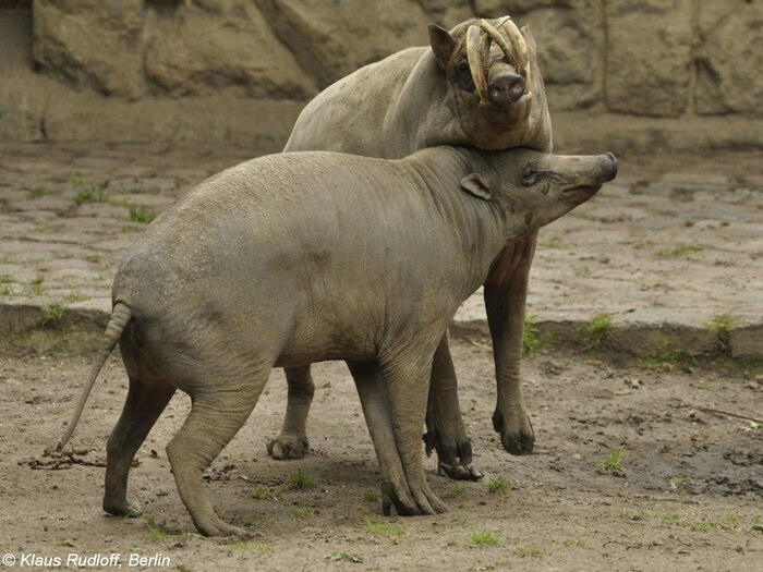 Какая любовь! Самка явно заценила клыкастость жениха