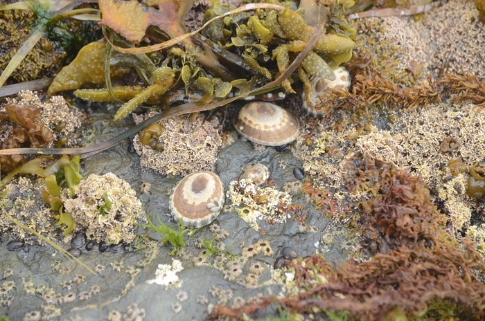 Ракушки, вероятнее всего, называются - Щитовидная Лоттия, из рода Лоттий, трибы Лотинни и т.д.