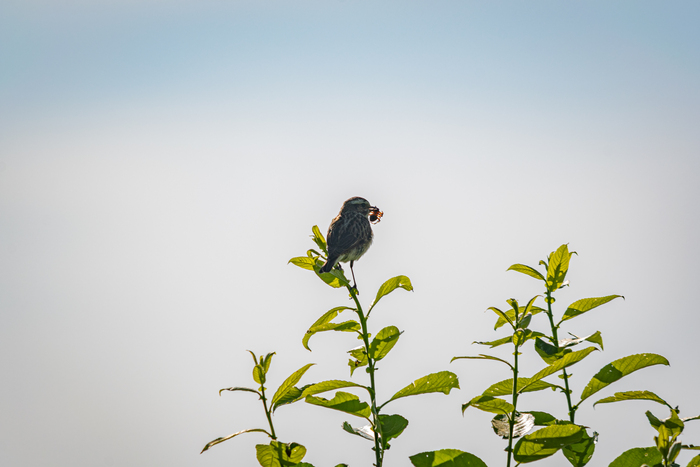   , Nikon, , ,  , ,  , ,   , 