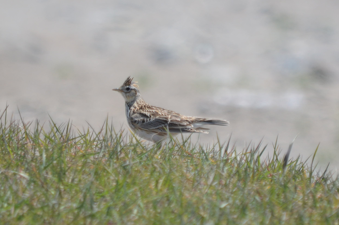 Ну и жаворонка вам напоследок!