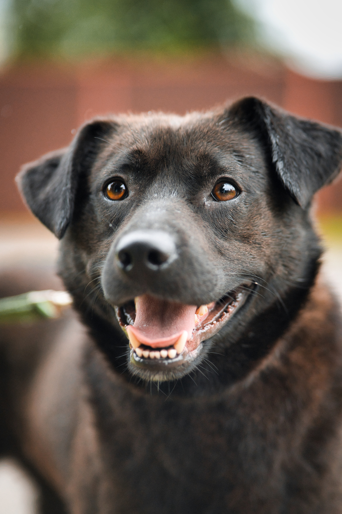 Найт, метис лабрадора , спасенный из отлова, ему около 1 года , вес 20 кг, больше не вырастет