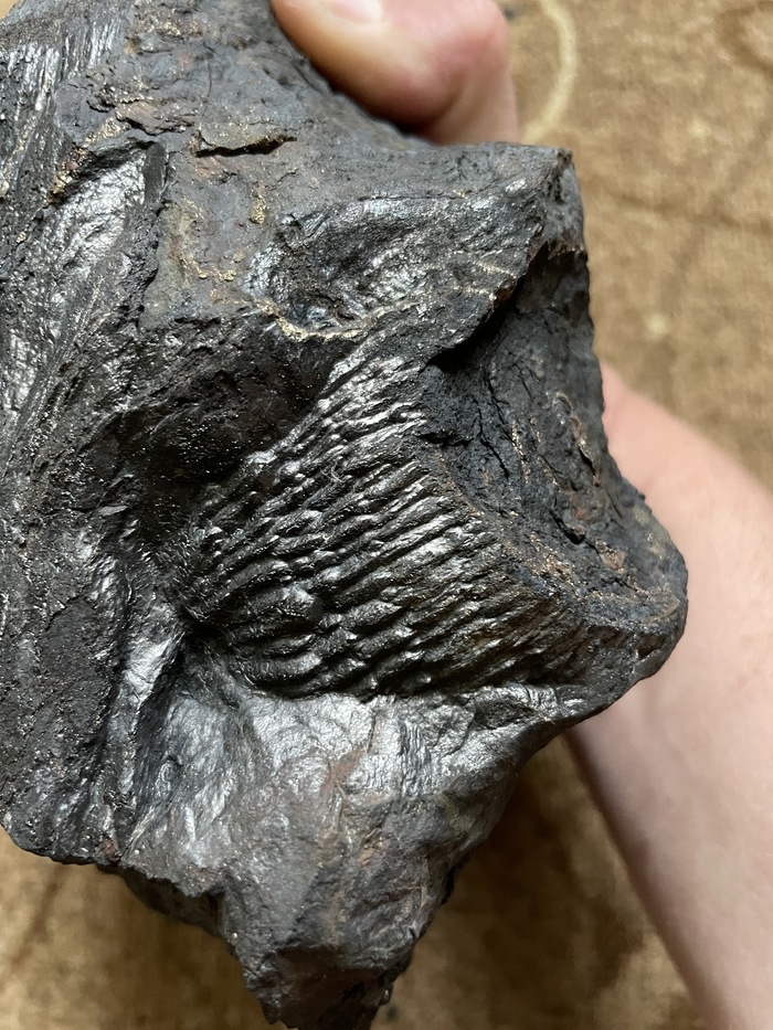 Сохранилась структура коры ветки