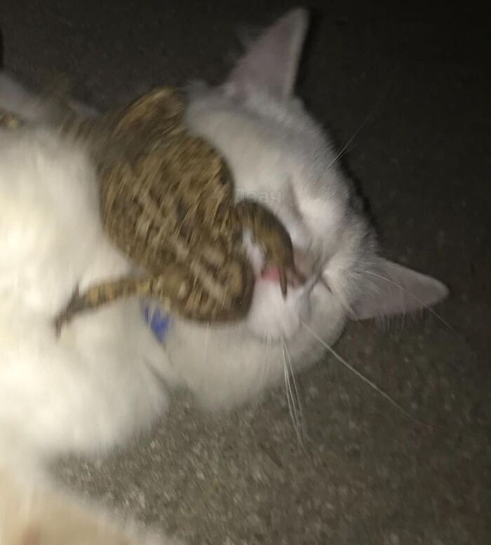  ,   , , , , It Is Wednesday My Dudes, 