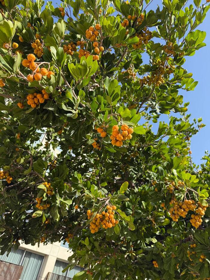 ����� ������������ ����� �������