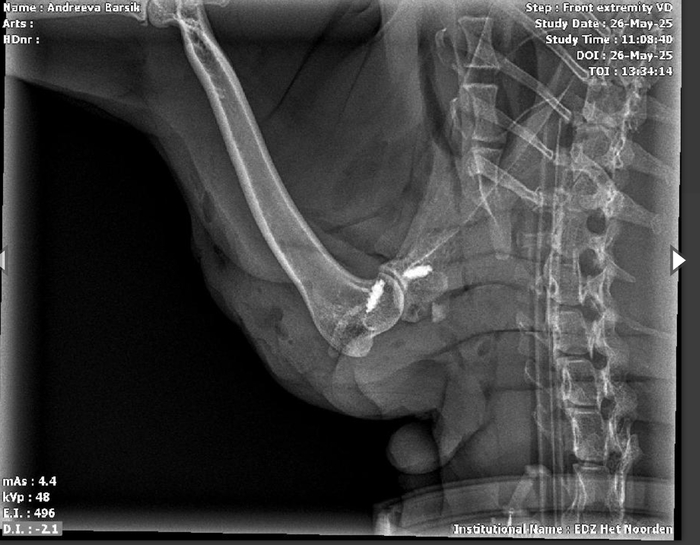Восстановление плечевого сустава у кота в Нидерландах Операция, Хирургия, Кот, Лечение, Нидерланды (Голландия), Ветеринария, Длиннопост