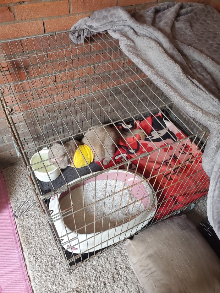 Восстановление плечевого сустава у кота в Нидерландах Операция, Хирургия, Кот, Лечение, Нидерланды (Голландия), Ветеринария, Длиннопост