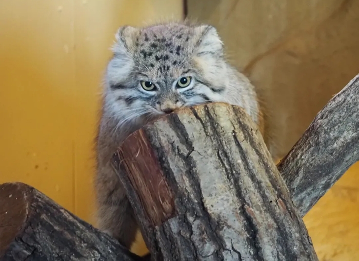 Еду не несут... Сожру пень!