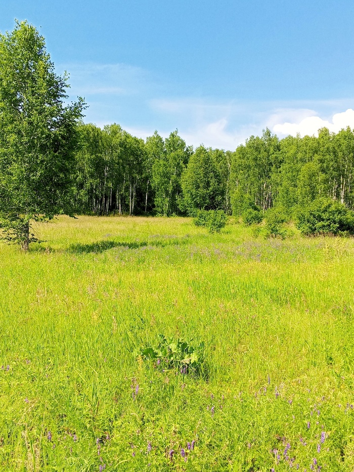 Жаркий июльский полдень, ароматный дух берёзы и луговых трав, ясное небо, приятный покой...
