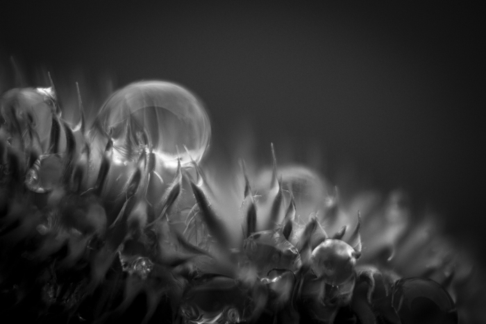    Digital, , , , ,  , , Canon