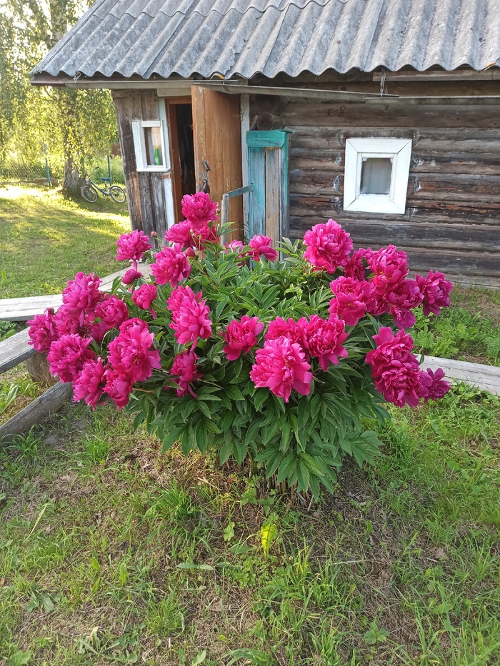 Пионы пышут цветением)